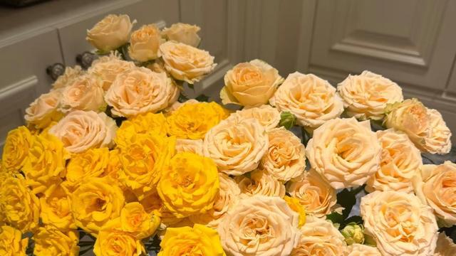 在海上迎接旭日东升：婆婆要去照顾小姑子坐