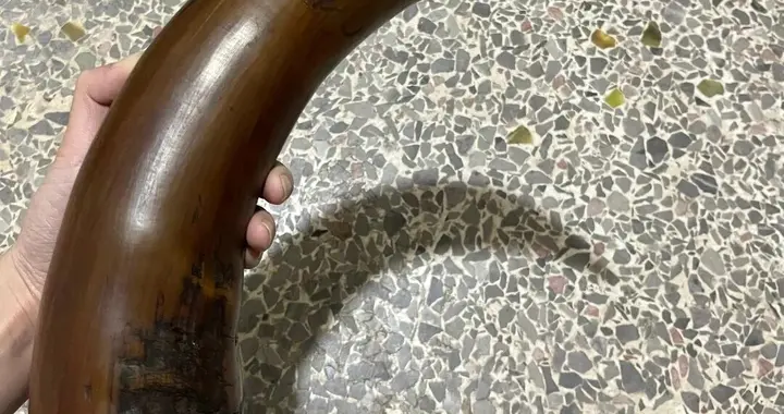 文玩射天角是什么？见过的没有几人