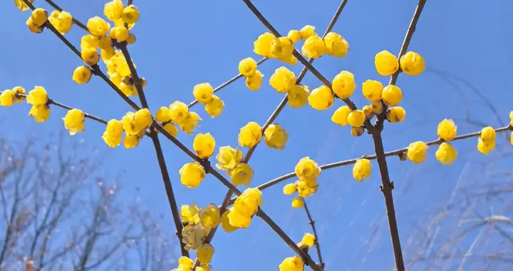 当今咏梅诗要写出新意很难，但这首原创诗是个例外，写出了新境界