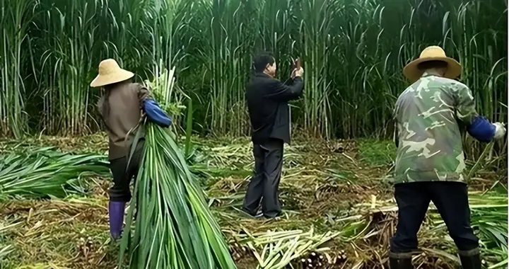 高达7米，亩产可达30吨，种植一次可收割15年，你见过这种草吗？