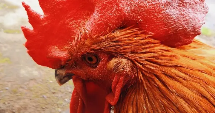 形意鸡步实战心法——不蓄不架，动步即打，打人如走路