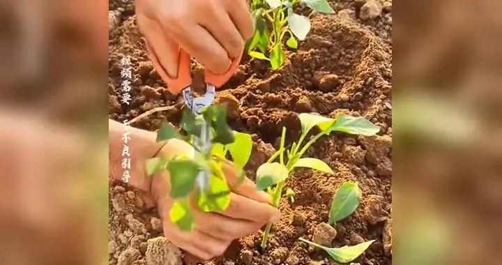 长得好好的辣椒，为何要把枝头剪掉？