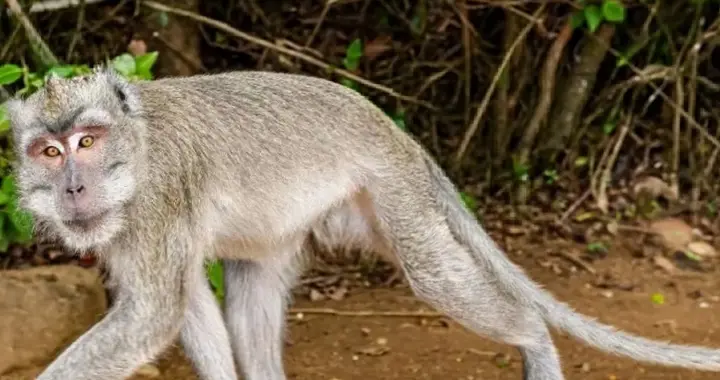 去霍尔木兹找伊朗麻烦，结果美国大兵先在泰国被猴子干翻了