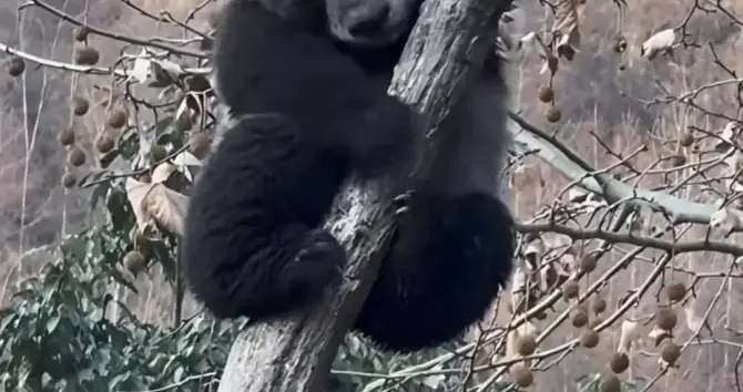 四川卧龙惊现“异象”：刚出生的熊猫，为何全身漆黑 专家紧急回应