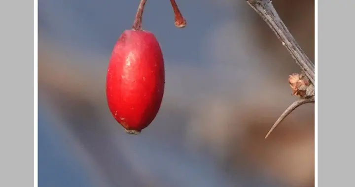 品尝美食的经历‖张梅英‖散文