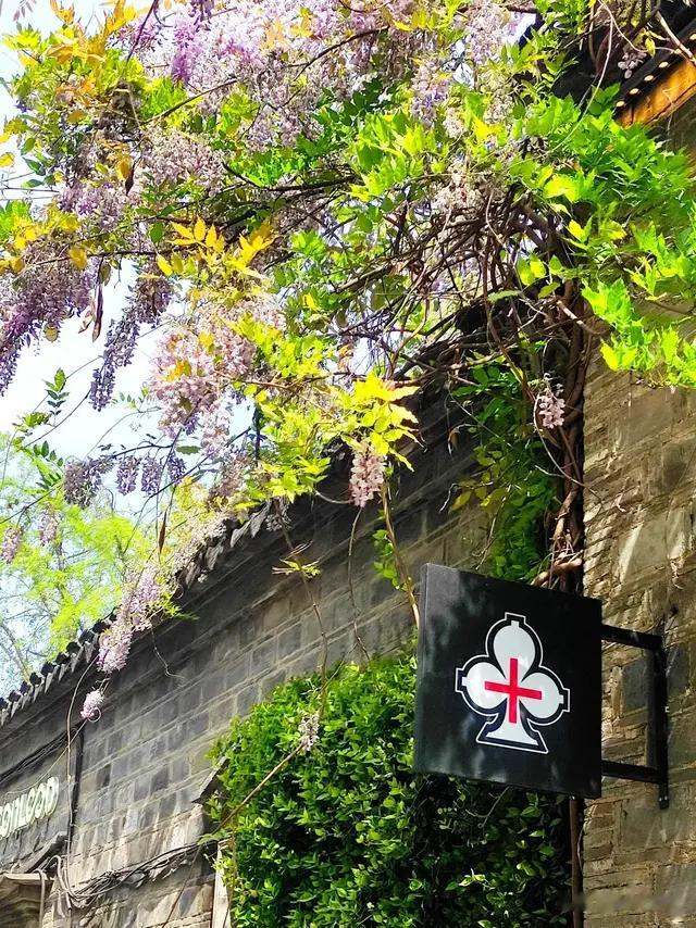 老门东的紫滕花