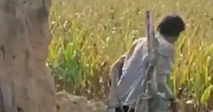 玉米地惊魂！靖边七旬老人“手机一拍”，竟致人消失面临死刑？