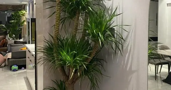 男子因“龙血树枯萎”怒砸花盆,现“猫腻”,商家你良心不会痛？