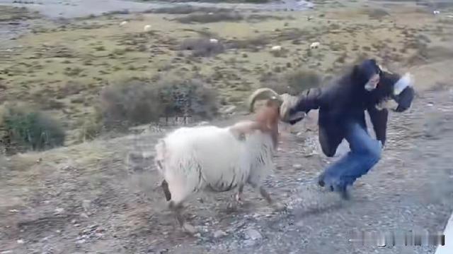 十年磨一剑：陕西网友说：小时候，我家养了