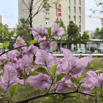 岑医生的行医日记：天色沉沉，医院的三角梅