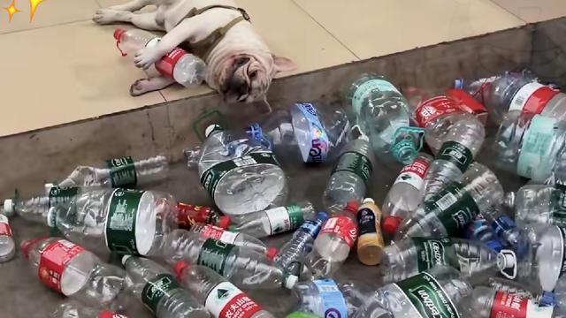 芳芳2：刷到一只捡瓶子的狗狗，真的被狠狠