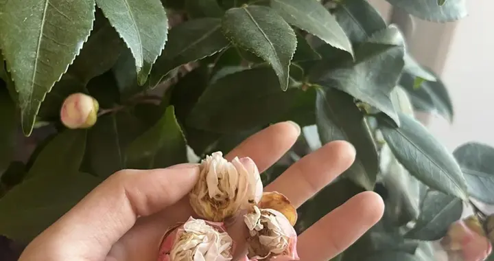 春天再旱这6种花也别喷水！小心一喷就烂叶掉苞，神仙难救！