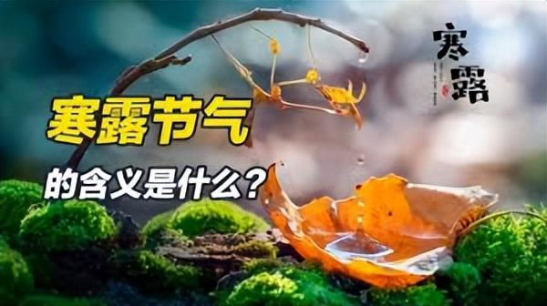 寒露习俗：吃三宝，做一事，忌二事