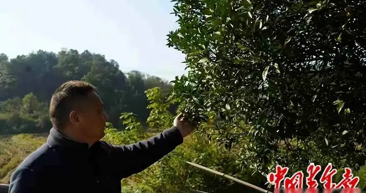 八旬老父要捐肾，儿子怕成凶手，手术台前谁在赌命