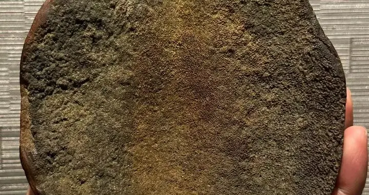 真品老犀角原角有神秘沙窝底？