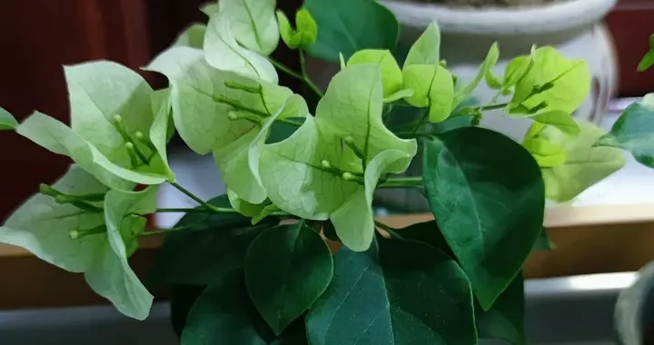 学会扦插，一根枝条能变出10盆花，再也不用花冤枉钱买花苗