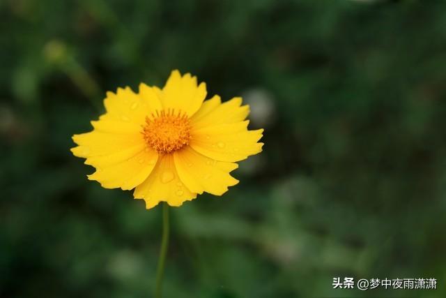 情花，天蝎座