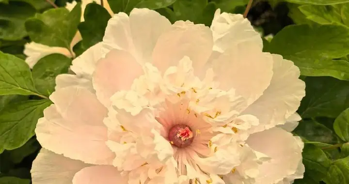 排队两小时，拍照30秒！洛阳这株牡丹，为何惊动“带刀侍卫”？