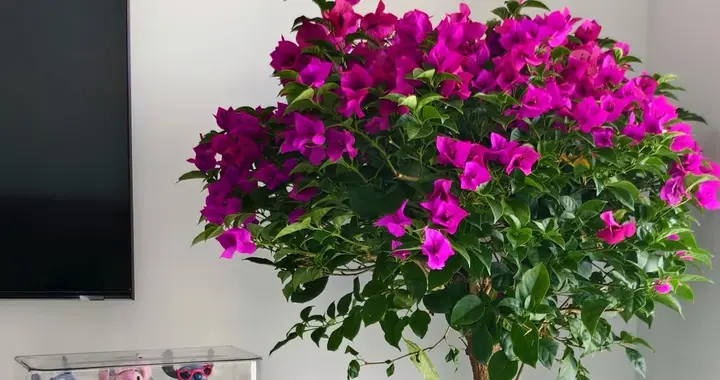 10种花根本“旱不死”，夏天越旱越茂盛，越旱越爱开花