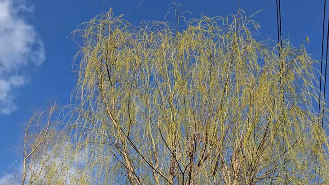 北方丽人：把老人当孩子？还是把他们当领导