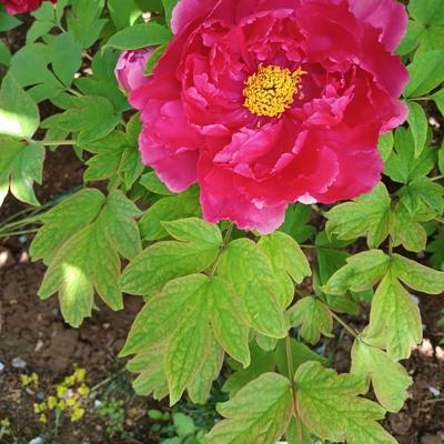 安姐：鹤壁樱花园太绝了！牡丹盛放+艺术团