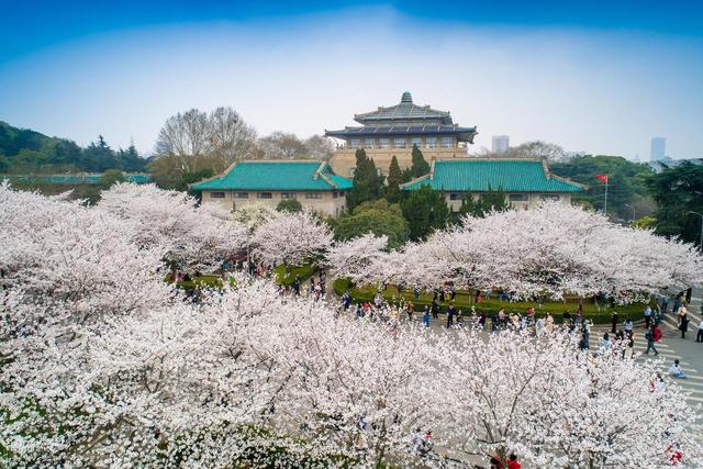 全国8大樱花观赏地，锁定花期，约上好友一同开启浪漫之旅吧！