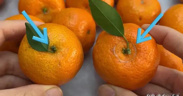 才发现，橘子甜不甜，瞧一眼这个地方就知道，橘子甘甜多汁，试试