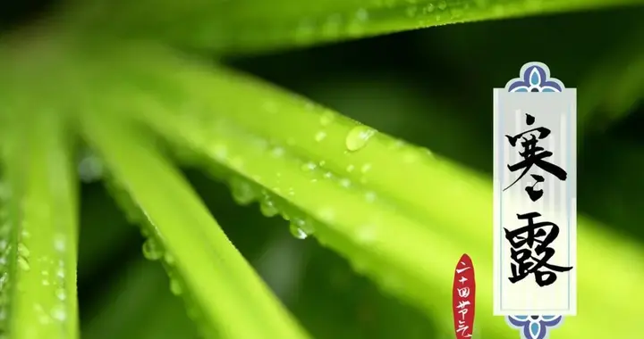 碧空寒露松枝滴——咏寒露古诗词赏析（三）