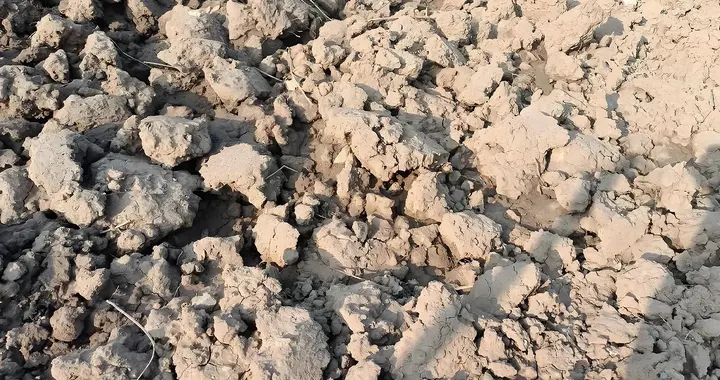 菜地全是硬泥块？2个“笨办法”超管用，麻烦但一次根治！