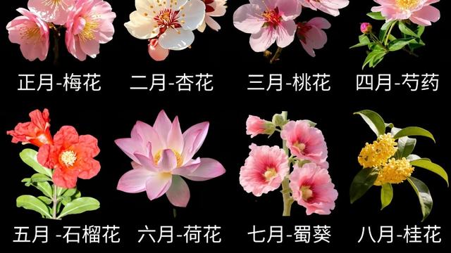 艺游天下：十二月当令花神