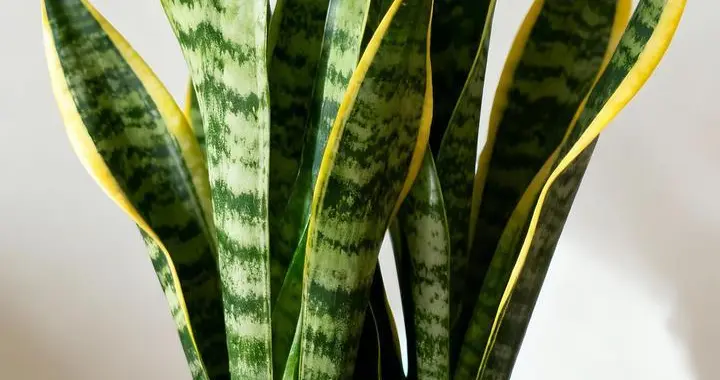 秋天让虎皮兰长满盆，就用3招，新芽不停冒！