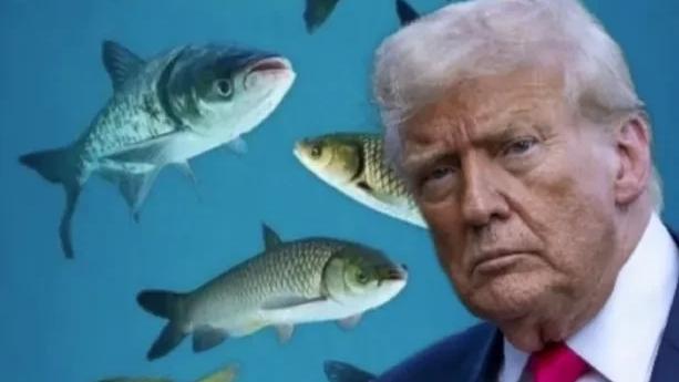 心声共勉：弄不了波斯猫，我还弄不了吗？不