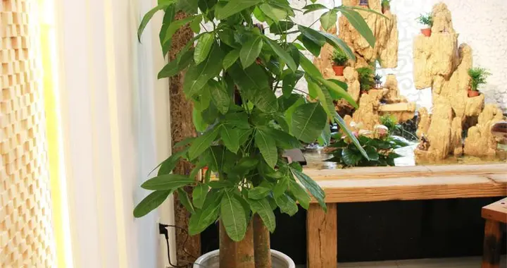 富不富，家中树！6种吉利树，随便养一种，健康还有“好运气”