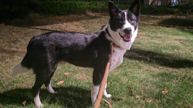 猪八猪不戒：创业板指数大涨，但体感不好