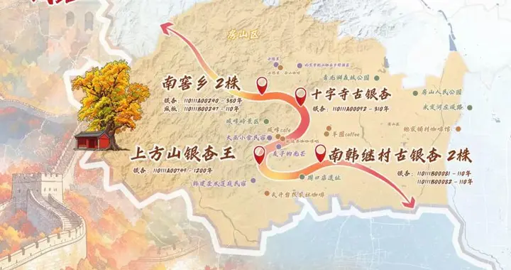 北京发布七大古树名木主题游线：可看千年古树，也能逛村咖