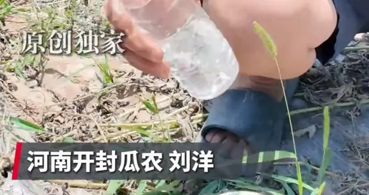 瓜贱伤农！一瓶矿泉水能换3个西瓜，河南西瓜大跌，瓜农苦不堪言