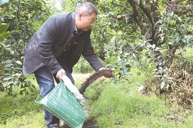 秋施基肥有诀窍，“早、多、饱、宜、匀、合”要做到！
