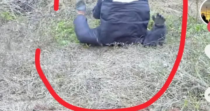 徐三娃帮丈母娘挖刺萝卜曝光！挖到自己四脚朝天！网友：笑曝了