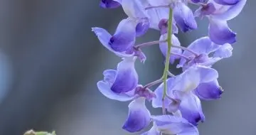 紫藤下的中年，是岁月酿的清欢（散文）