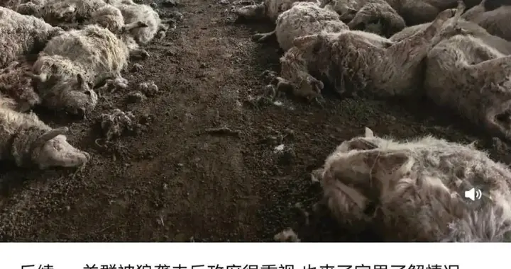 200余只羊一夜遭狼袭！政府迅速介入：60%补偿+无害化处理