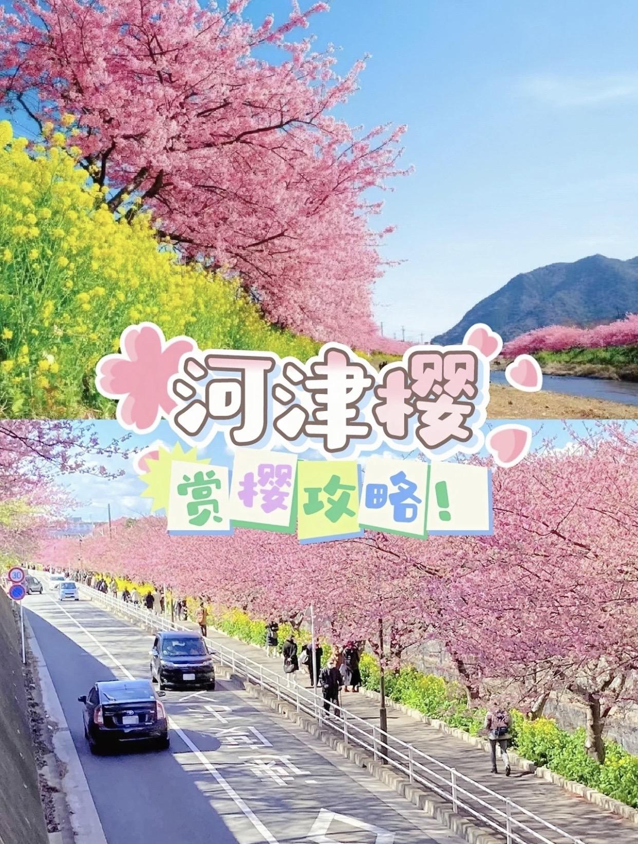 河津樱是本州岛上最早开放的樱花，花色较染井吉野樱不同，是比较浓重的粉色，花期差不多有一个月的时间。位于东京近郊的静冈县河津町可以说是河津樱的主场，每年2月左右当地都会举办河津樱樱花祭。🌸 
【2023河津樱樱花祭（河津桜まつり）】
🌸最佳观赏期：2月下旬～3月上旬
🌸日期：2023年2月1日至2月28日
🌸地址：河津桜並木(静冈県贺茂郡河津町笹原72-12）
🌸交通方式：东京车站乘坐直通不用换车的特急踊子号至「河津」站约2小时40分钟／
JR东海道线・新干线「热海」站下车，换乘JR伊东线往「伊豆急下田」方向在「河津」站下车 
【下贺茂温泉河津樱】
从伊豆急终点的下田站再往南方搭车，可以抵达南伊豆町下贺茂温泉，沿着青野川岸种植了约800颗河津樱与整片油菜花🌼，开花时争奇斗艳，美不胜收
🌸地址：静岡縣賀茂郡南伊豆町下賀茂