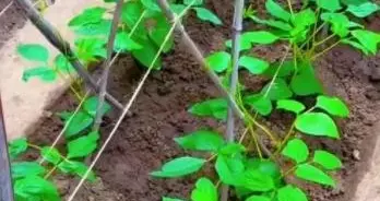 种豆角怎么浇水效果好？五个方法可让豆角丰收高产