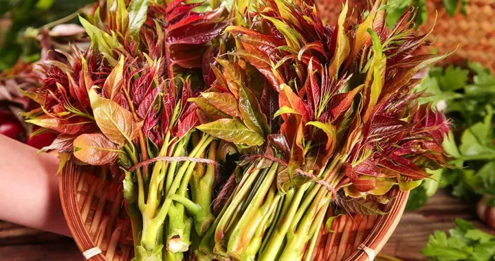 香椿大量上市！医生反复强调：血压高患者吃香椿，牢记这几点！