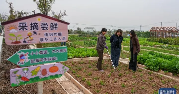 济南共享菜园走红！“采菊东篱”下之现代版？