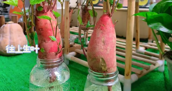 广东一男子因“工位鱼缸养红薯”火了，引20万人围观，真的好好看