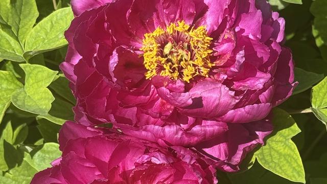 禾禾的小书桌：教师资格证必过！