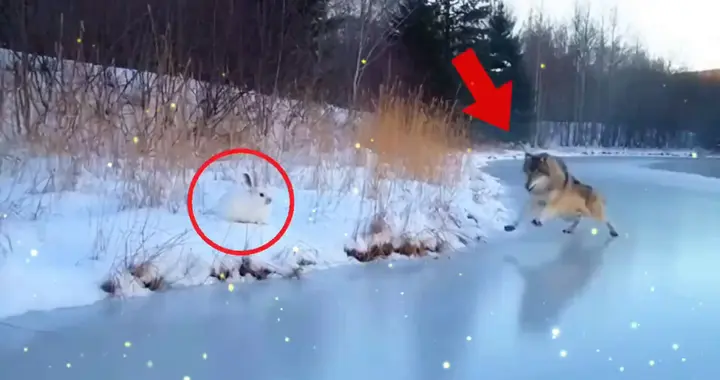 狼想去抓捕野兔，下一秒瞬间被冰面滑倒，实在是尴尬的很！