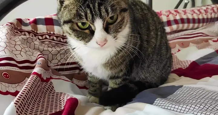 猫咪上床真的脏吗？别被误区坑了，答案很现实！