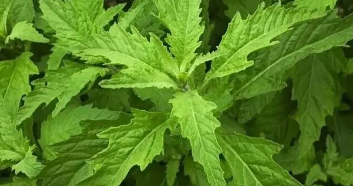 土荆芥人称“天仙草”药食同源，种子更珍贵，实用地方多