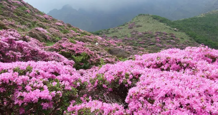 头条：不止于平台，更是普通人的生活栖息地